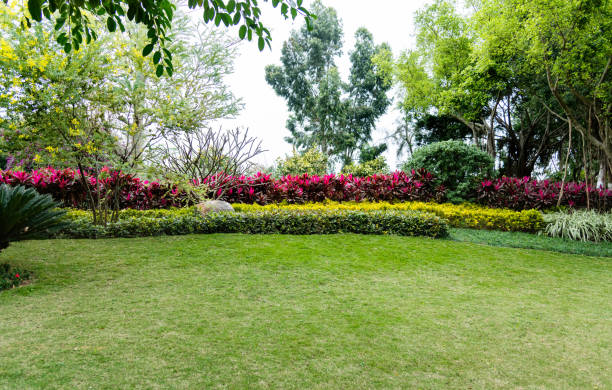 Lawn and bush in the garden Lawn and bush in the garden. garden stock pictures, royalty-free photos & images