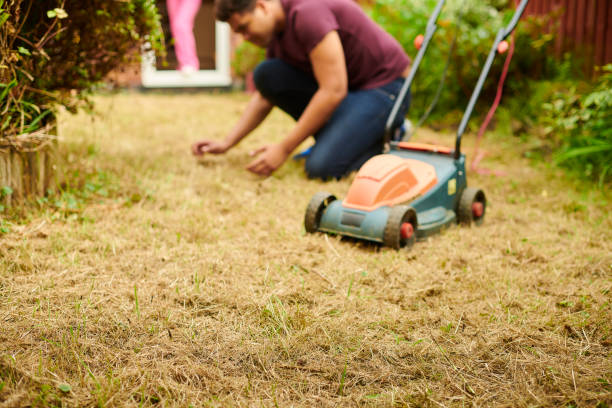 lawn in need of help stock photo