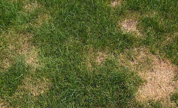 Lawn problems Lawn with infestation. Insect or fungus.Please Also See: brown grass stock pictures, royalty-free photos & images