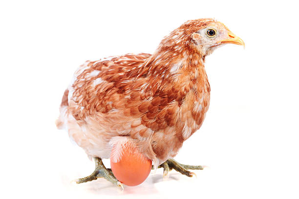 Royalty Free Chicken Laying Egg Pictures, Images and Stock Photos - iStock