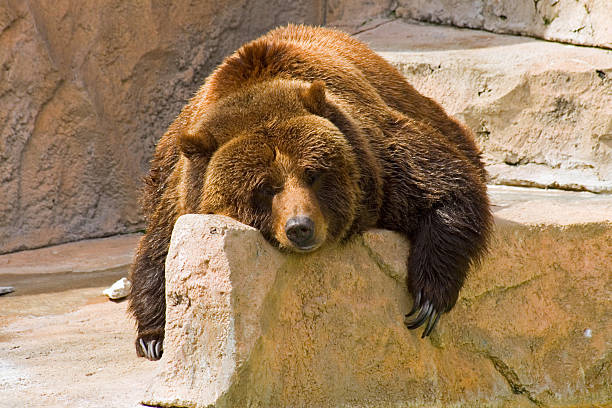 Lazy Day at the Zoo Grizzly bear relaxing on a rock on a hot summer day at the zoo bear animal stock pictures, royalty-free photos & images