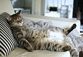 istock Lazy fat cat sleeping on the couch 483799085