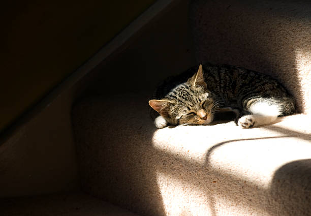 Lazy Kitten stock photo
