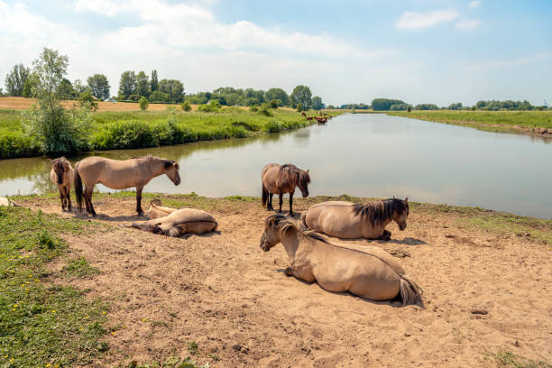 Lazy Konik horses on a hot day stock photo