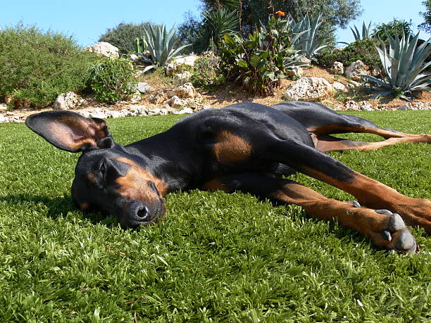 Lazy Lie Down This picture was taken in Spain with a dog sleeping in the sun on AstroTurf  normalisaverage stock pictures, royalty-free photos & images