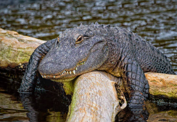 lata floden - aligator bildbanksfoton och bilder