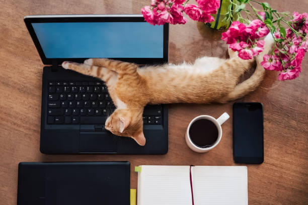 Lazy working at home - funny cat sleeping on work desk stock photo