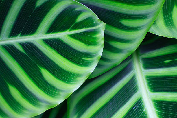 leaf abstract stock photo