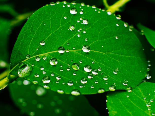 Photo of leaf beaded with water drops