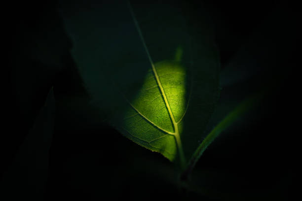 Leaf close-up stock photo
