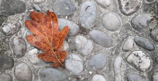 leaf covered with hoarfrost on the stone floor - tadic stockfoto's en -beelden