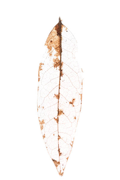Leaf details Close up of a dried leaf tumbled in the wind leaving behind only the structural veins isolated on a white background xray nature stock pictures, royalty-free photos & images