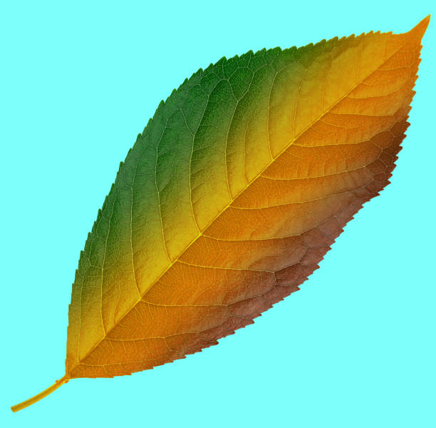 leaf from cherry, green brown and yellow color chameleon, on a blue background stock photo
