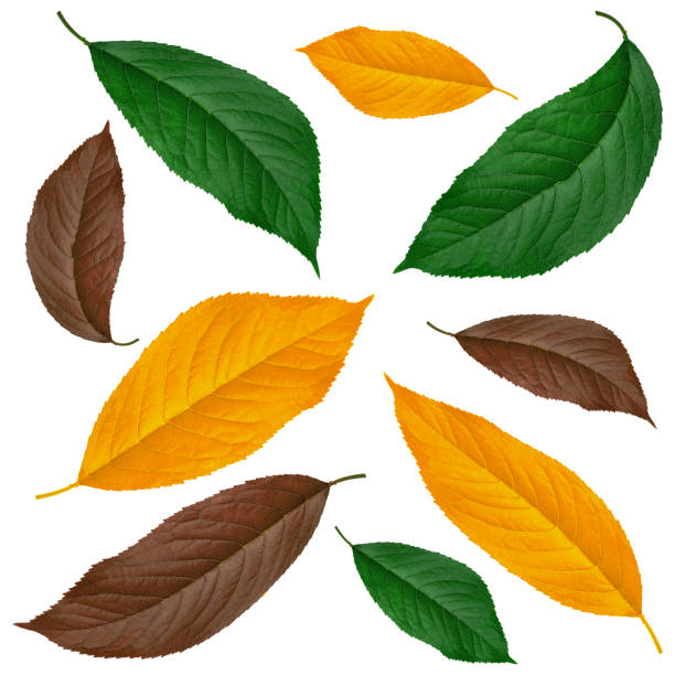 leaf from cherry, green brown and yellow, on a white background in isolation, collage stock photo