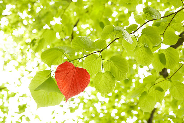 Leaf heart stock photo