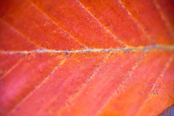 Leaf in red stock photo