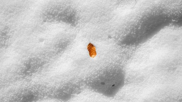 a leaf in the first snow of the year - tadic stockfoto's en -beelden