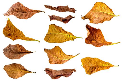 Dry leaf Brown nature isolate and white background