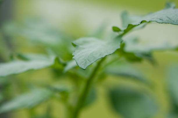 Leaf of a growing tomato plant stock photo