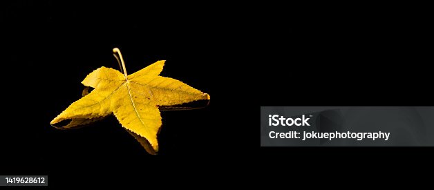 istock A  leaf of a sweetgum tree (liquidambar) in red, yellow and green on refleckting unterground and background in black 1419628612