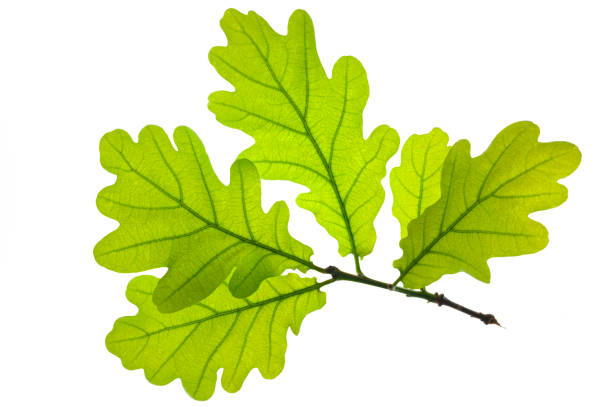 leaf of oak tree isolated stock photo