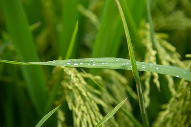 A leaf of paddy rice with dews on it stock photo