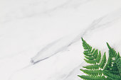 green leafs on a marble background