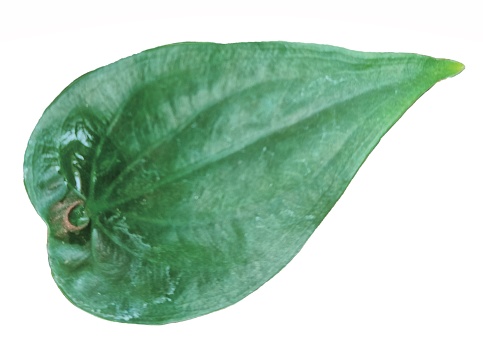 The leaf or sheet is the main organ of photosynthesis and transpiration in higher plants.