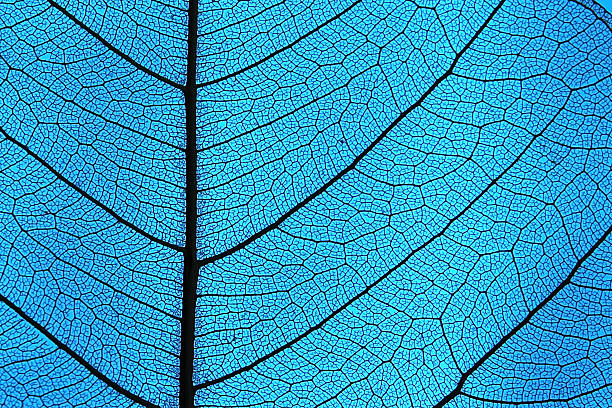 Leaf ribs and veins Leaf detail showing ribs and veins in back light contrasts photos stock pictures, royalty-free photos & images