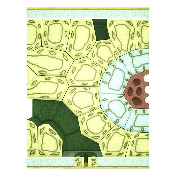 Leaf Section The cross section of a typical leaf is divisible into three main parts namely, the epidermis, mesophyll, and the veins. photosynthesis diagram stock pictures, royalty-free photos & images