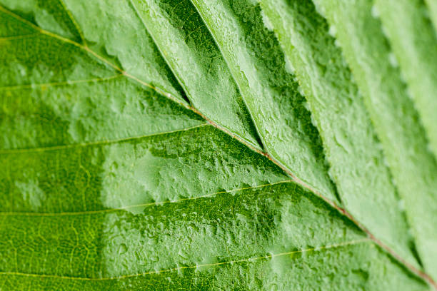 Leaf Surface stock photo