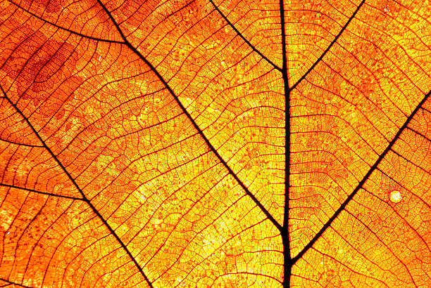 Leaf Vein Old brown and transparance stock photo