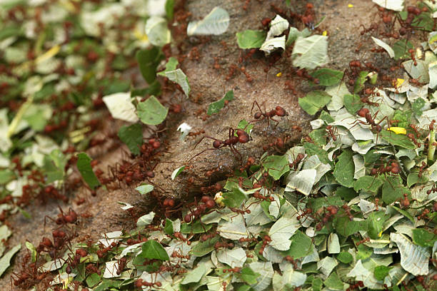 Leafcutter ants (Atta sexdens). stock photo