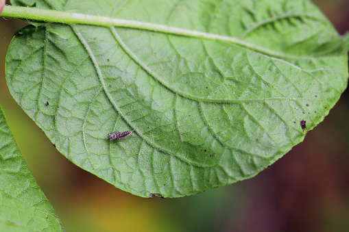 leafhopper larval cuticle  under a potato leaf.