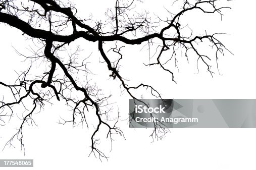 istock Leafless branches on white 177548065