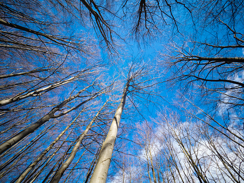 Leafless canopy of beech trees seen from below in Owl Mountains in Poland (Góry Sowie)