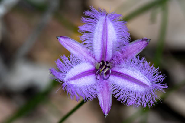 Leafless Fringed Lily ("Thysanotus sparteus") growing in John Forrest National Park, Western Australia stock photo