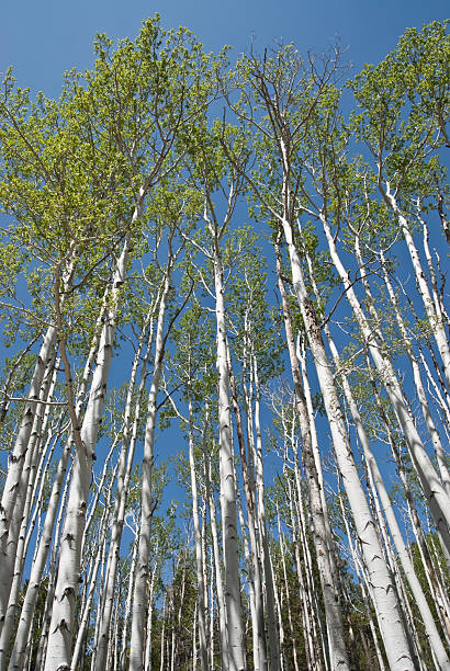 Leafy Aspens Reach for the Sky The Quaking Aspen (Populus tremuloides) gets its name from the way the leaves quake in the wind. The aspens grow in large colonies, often starting from a single seedling and spreading underground only to sprout another tree nearby. For this reason, it is considered to be one of the largest single organisms in nature. During the spring and summer, the aspens use sunlight and chlorophyll to create food necessary for the tree’s growth. In the fall, as the days get shorter and colder, the naturally green chlorophyll breaks down and the leaves stop producing food. Other pigments are now visible, causing the leaves to take on beautiful orange and gold colors. These colors can vary from year to year depending on weather conditions. For instance, when autumn is warm and rainy, the leaves are less colorful. This scene of leafy green aspens was photographed by the Schultz Creek Trail in Coconino National Forest near Flagstaff, Arizona, USA. jeff goulden aspen stock pictures, royalty-free photos & images