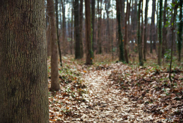 Leafy Autumn path Bokeh stock photo