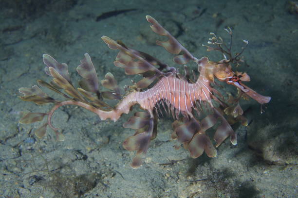 Leafy sea dragon  ,from kangaroo island Australia stock photo