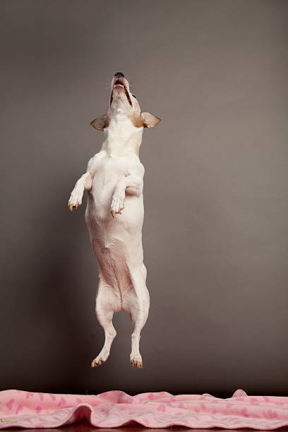 Leaping Jack Russell Terrier stock photo