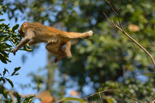 leaping young monkey in the woods stock photo