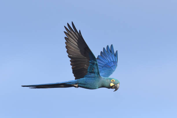 Lear's Macaw (Anodorhynchus leari) stock photo