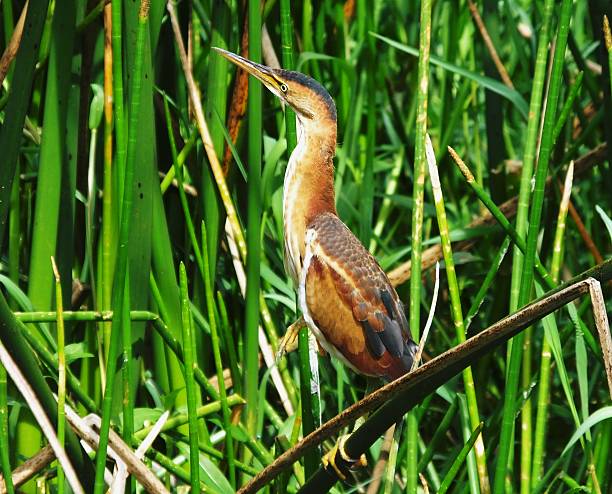 Least Bittern (Ixobrychus exilis) Least Bittern perched on a stalk.	 bittern bird stock pictures, royalty-free photos & images