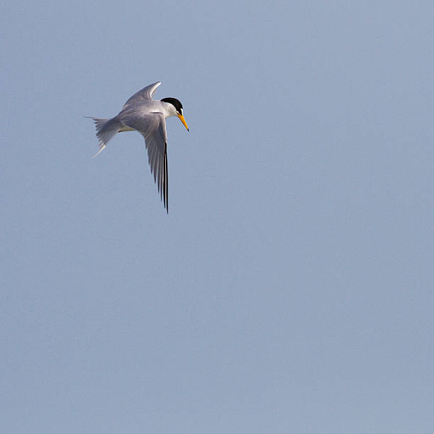 Least Tern getting ready to dive stock photo