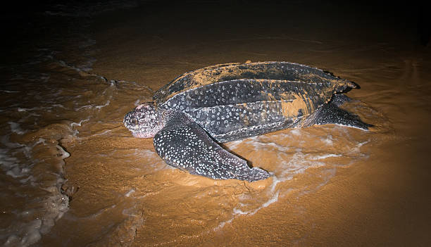 Leatherback Sea Turtle laying eggs after returning to the ocean stock photo