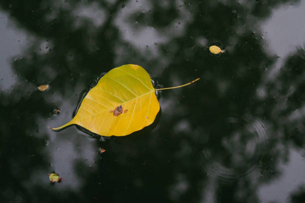 Leaves Floating On Water Stock Photos, Pictures & Royalty-Free Images ...
