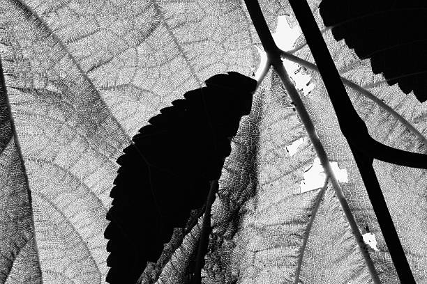 Leaves from a Mulberry Tree in full sun, high contrast stock photo