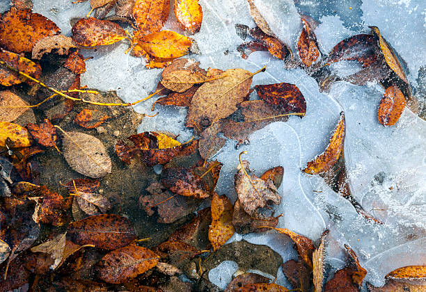 leaves frozen in ice - frozen leaf bildbanksfoton och bilder