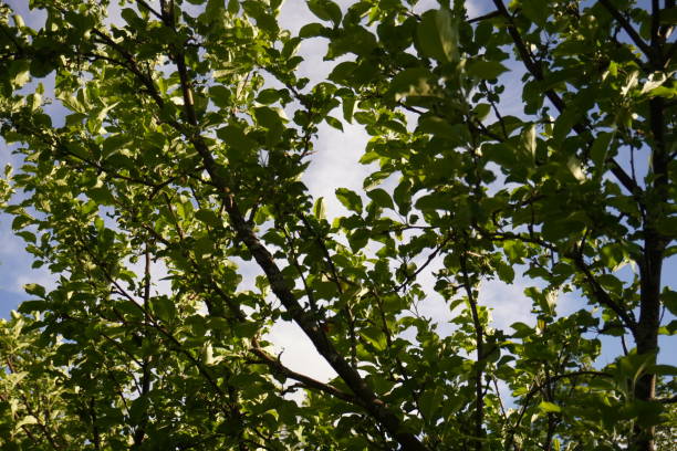 листья в солнечном свете в вермонте - killington стоковые фото и изображения